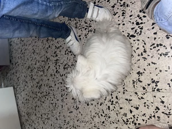 Maltese  | Foto 0