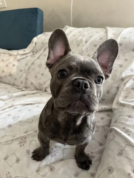 Vendita Cucciolo bulldog francese 