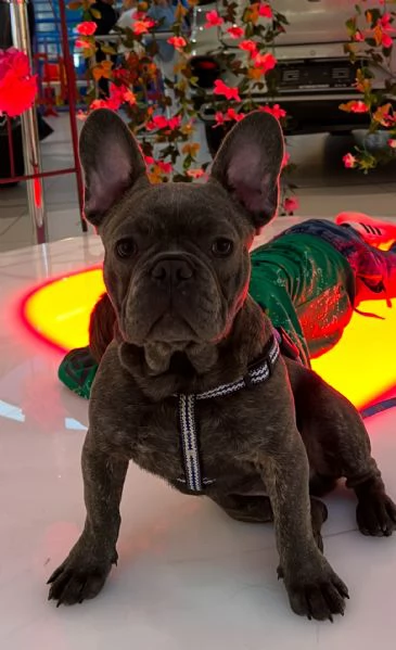 Vendita Cucciolo bulldog francese  | Foto 1