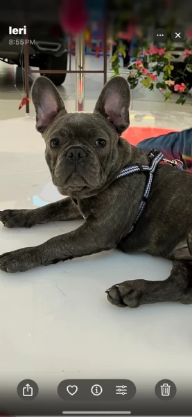 Vendita Cucciolo bulldog francese  | Foto 0