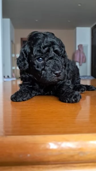 Barboncino toy maschio