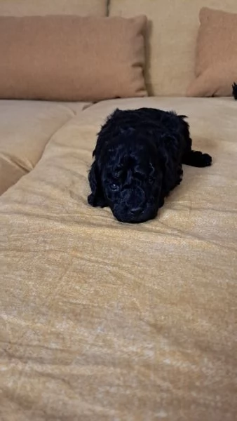 Barboncino toy maschio | Foto 1