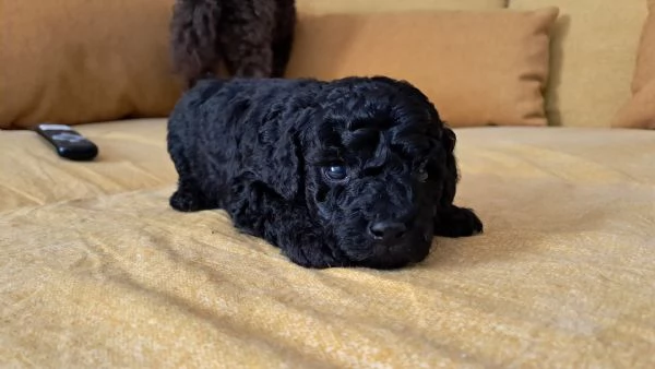 Barboncino toy maschio | Foto 0