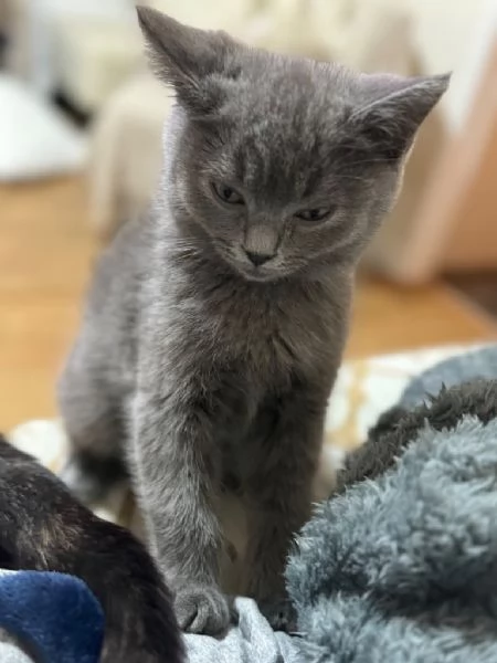 Cuccioli british shorthair grigio-blu