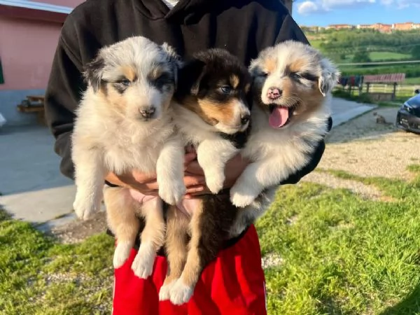 Cuccioli pastore australiano 