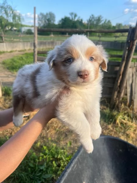 Cuccioli pastore australiano  | Foto 1