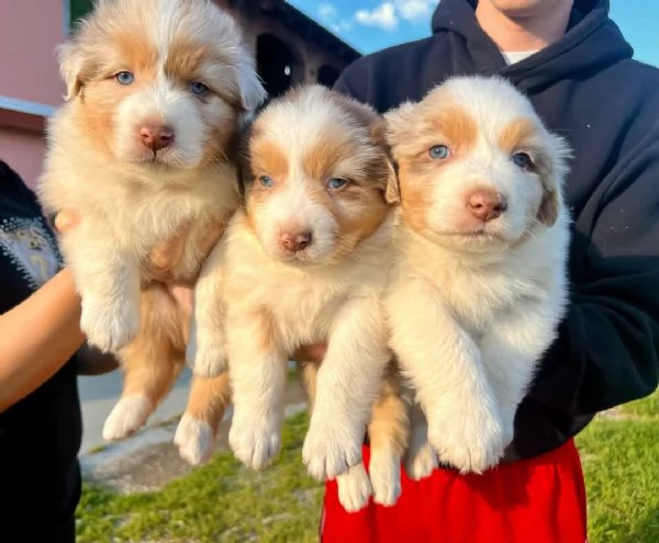 Cuccioli pastore australiano  | Foto 0