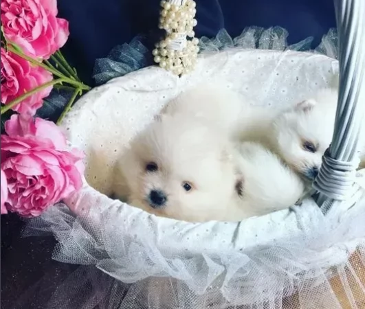 Meravigliosi Dolci cuccioli di pomerania | Foto 0
