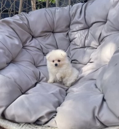 Meravigliosi Dolci cuccioli di pomerania