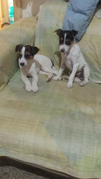 Cucciolo jack Russel maschio 