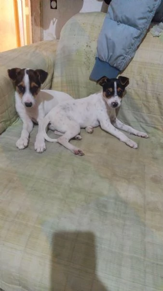 Cucciolo jack Russel maschio  | Foto 1