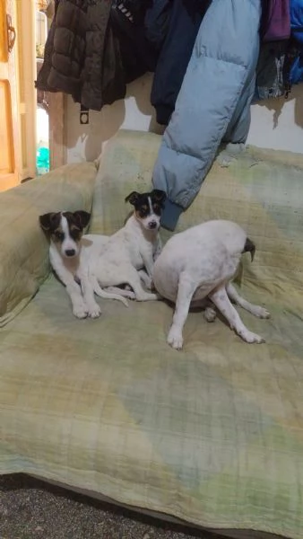Cucciolo jack Russel maschio  | Foto 0