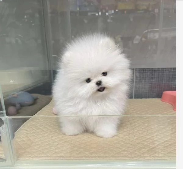 Cuccioli di Pomerania maschi e femmine | Foto 2