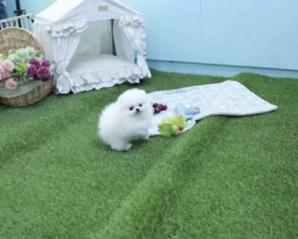 Cuccioli di Pomerania maschi e femmine | Foto 1