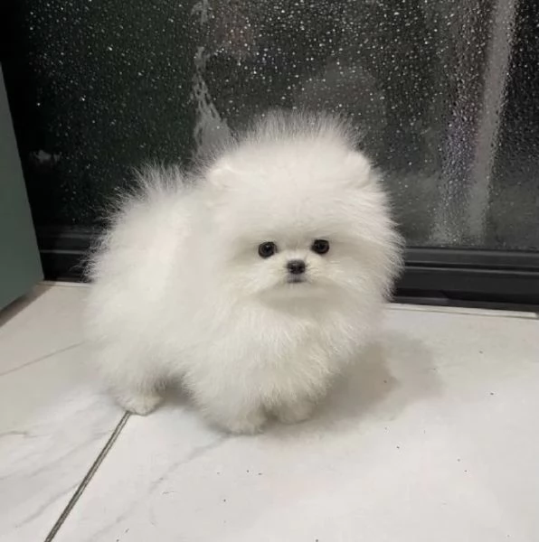 Cuccioli di Pomerania maschi e femmine