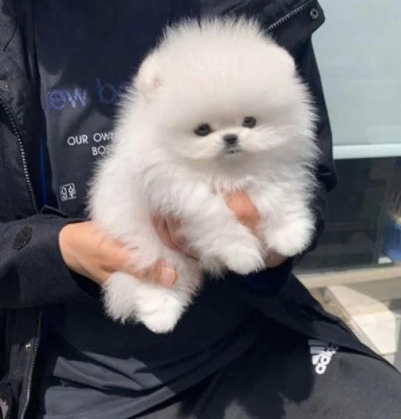 Cuccioli di Pomerania | Foto 0