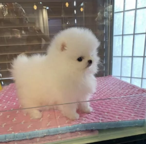 Cuccioli di Pomerania