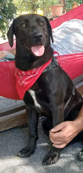 Regalo cane meticcio