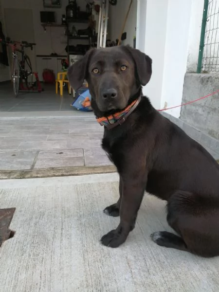 Regalo cane meticcio | Foto 0