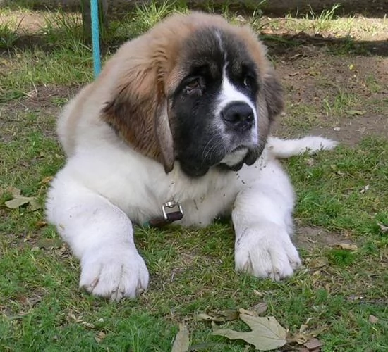  REGALO   BULLDOG INGLESE