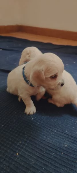 Cuccioli di maltese  | Foto 6