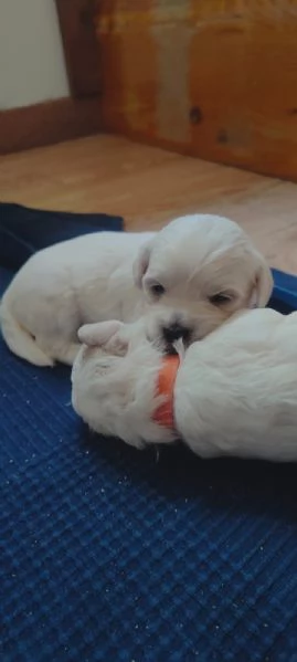 Cuccioli di maltese  | Foto 5