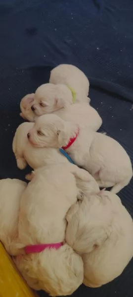 Cuccioli di maltese  | Foto 4