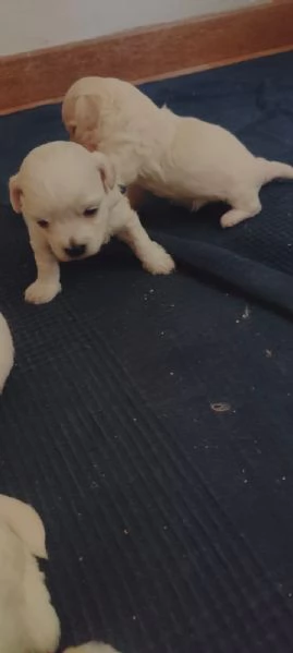 Cuccioli di maltese  | Foto 3