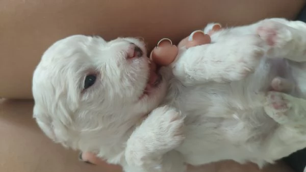 Cuccioli di maltese  | Foto 2