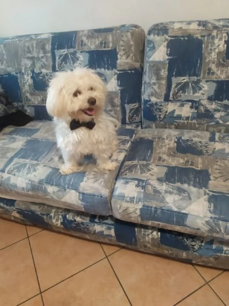 Cuccioli di maltese  | Foto 1