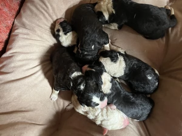 Ciobănesc de Bucovina  | Foto 0