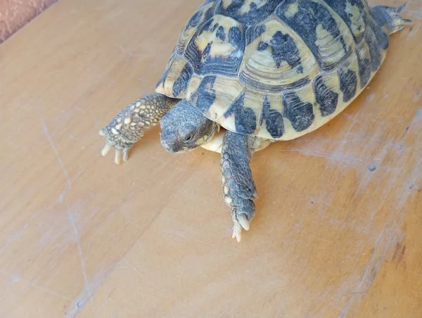 Tartarughe horsfieldi