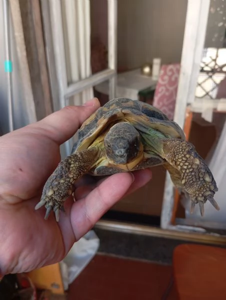 Tartarughe horsfieldi | Foto 0