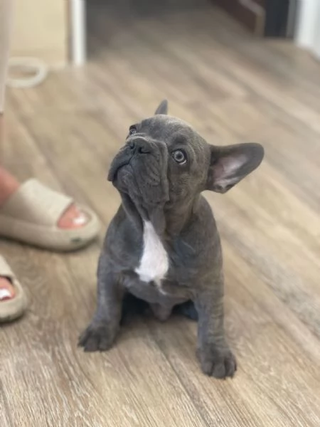 Cucciolo di bulldog in vendita  | Foto 2