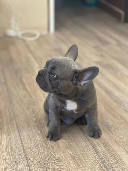 Cucciolo di bulldog in vendita  | Foto 1