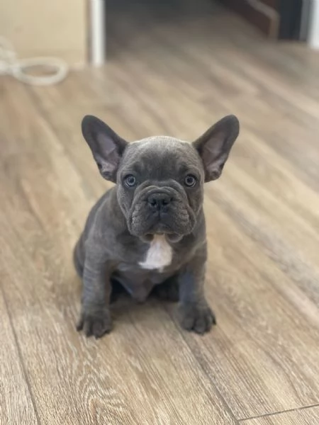 Cucciolo di bulldog in vendita 