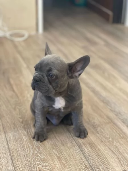 Cucciolo di bulldog in vendita  | Foto 0