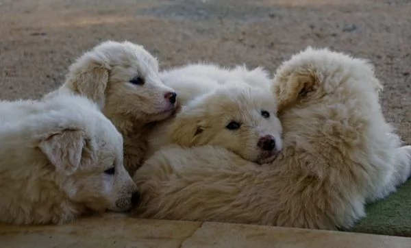 Regalo cuccioli pastore maremmano