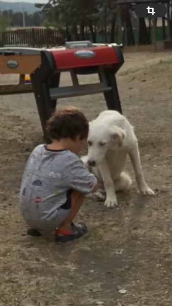 Regalo cuccioli pastore maremmano | Foto 1
