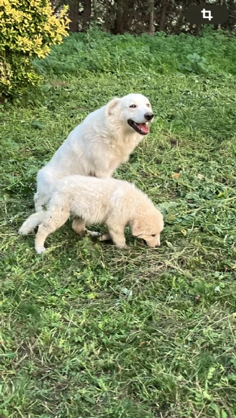Regalo cuccioli pastore maremmano | Foto 0