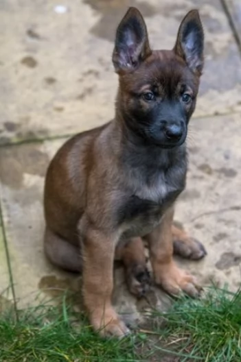 Cuccioli di pastore Malinois robusti e intelligenti