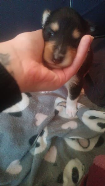 Cuccioli pastore scozzese collie