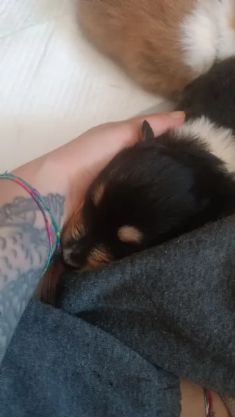 Cuccioli pastore scozzese collie | Foto 2