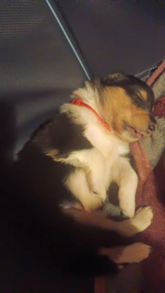 Cuccioli pastore scozzese collie | Foto 1