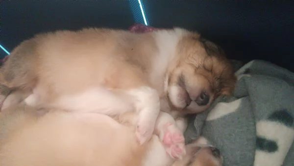 Cuccioli pastore scozzese collie | Foto 0