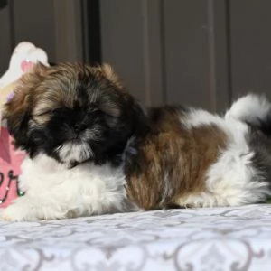  REGALO SHIH-TZU  TOY