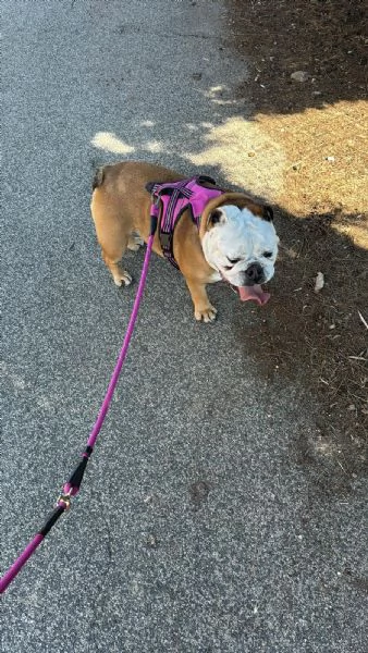 Vendo bulldog inglese 