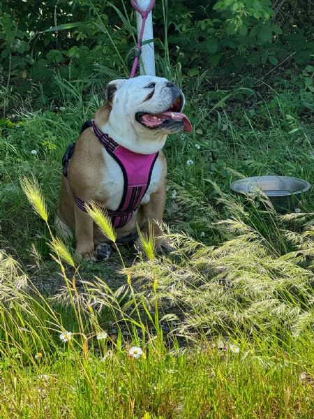 Vendo bulldog inglese  | Foto 1