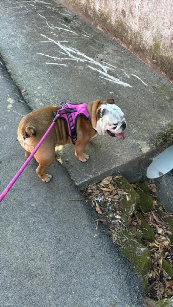 Vendo bulldog inglese  | Foto 0
