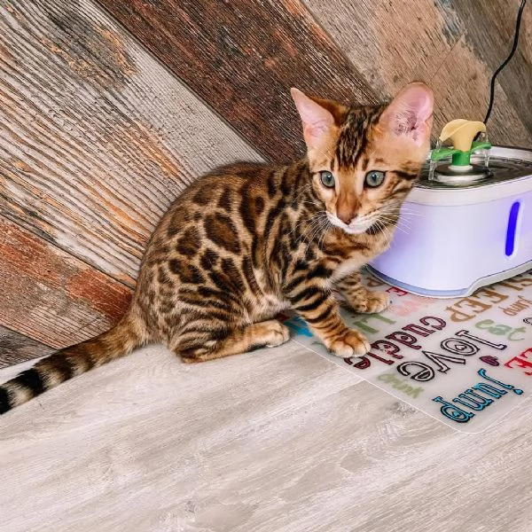 Splendidi Cuccioli di Bengala - Mini Leopardi Domestici in Cerca di Famiglia Avventurosa! | Foto 6